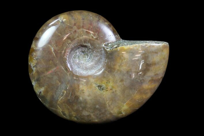 Iridescent, Red Flash Ammonite - Madagascar #82428